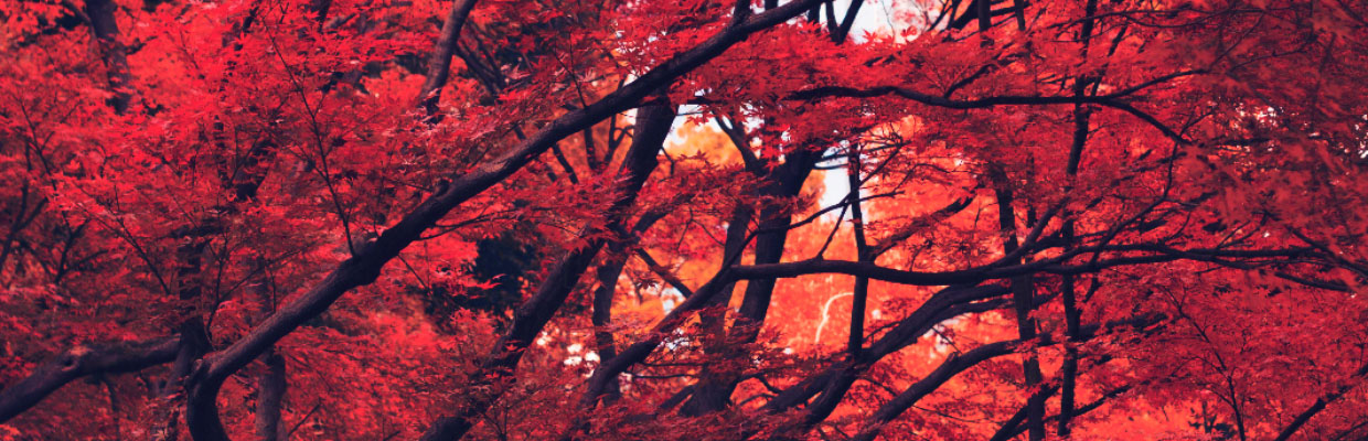 Red trees