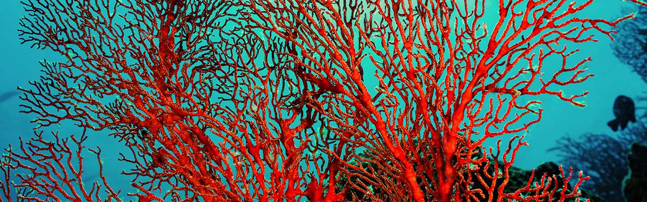 珊瑚纹理