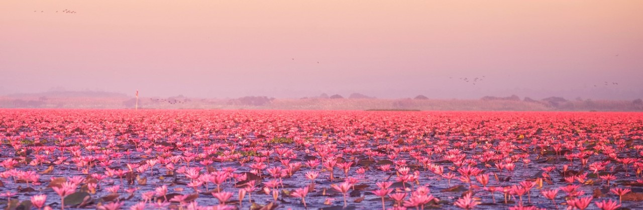 Pink Water Lilies Lake