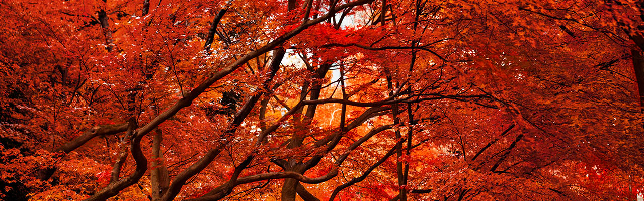 紅樹